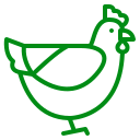 gallina