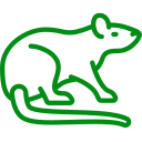rata